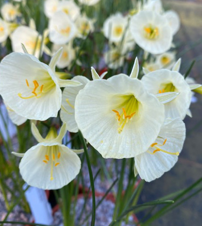 Narcissus bulbocodium ‘Arctic Bells’ 